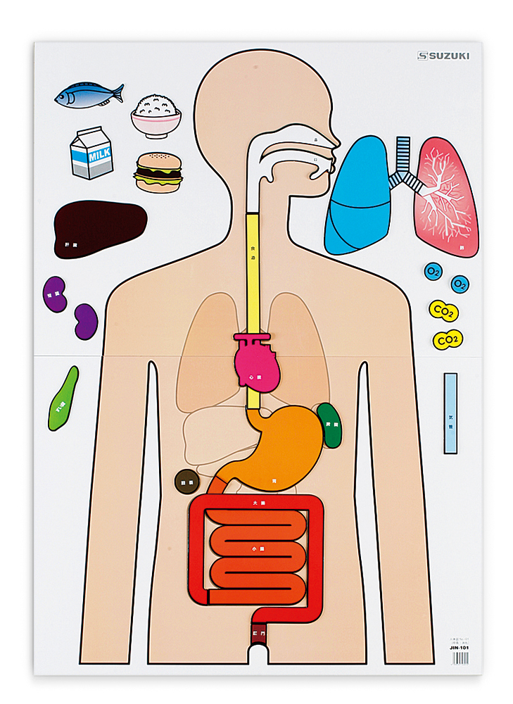 人体図 NO-01(呼吸：消化) <br>JIN-101